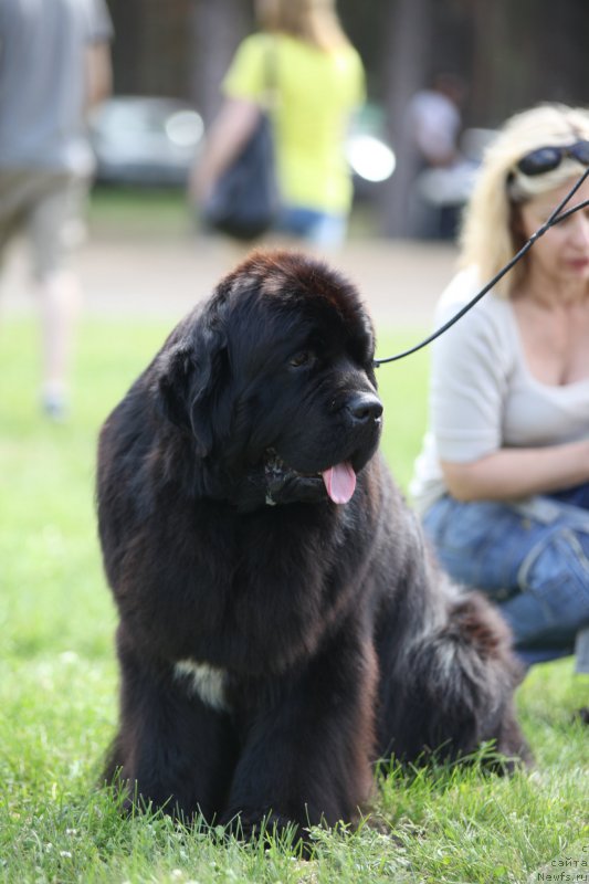 Фото: ньюфаундленд Cristalmar Cadeaux de Noel