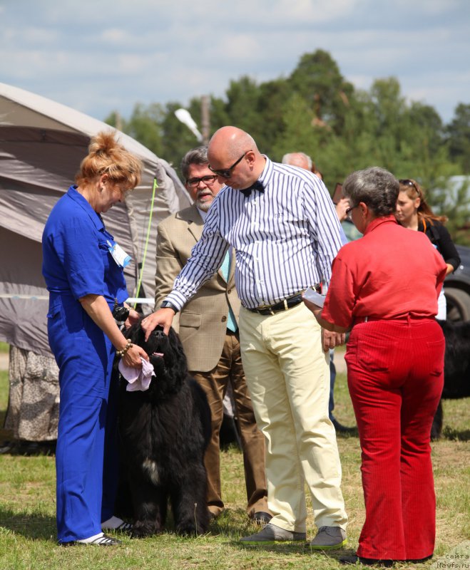 Фото: ньюфаундленд Cristalmar Cadeaux de Noel