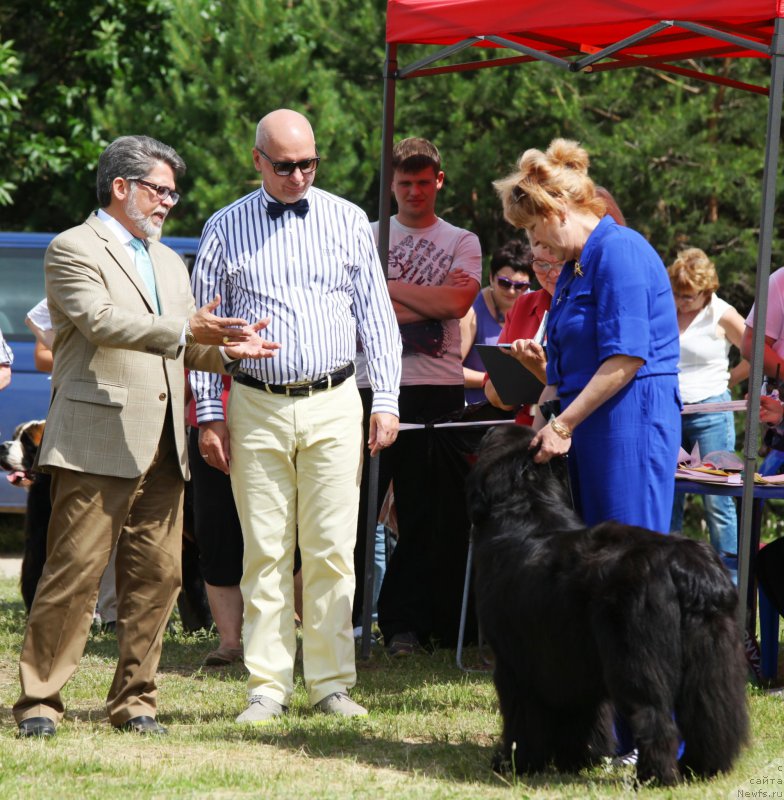Фото: ньюфаундленд Cristalmar Cadeaux de Noel