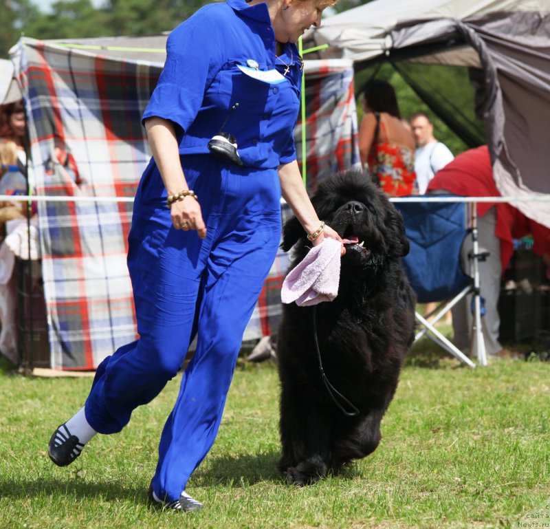 Фото: ньюфаундленд Very Fairweathers X'Got The Rhythm