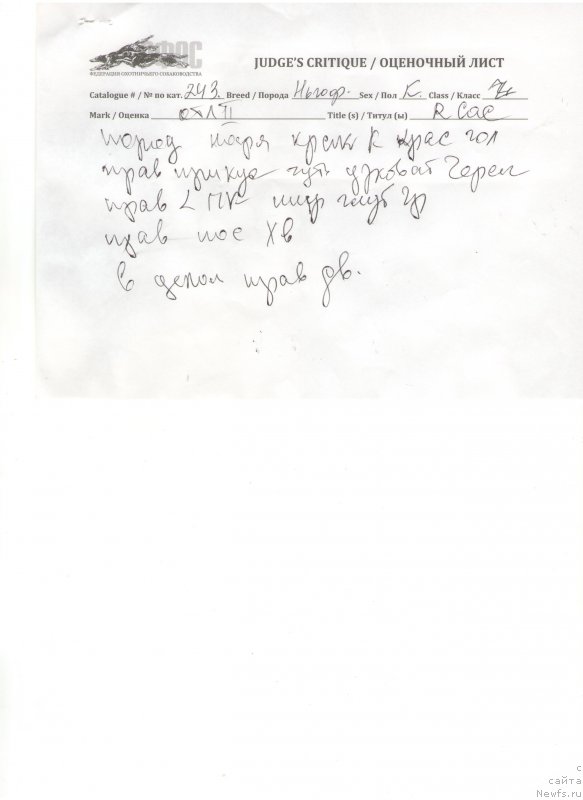 Фото: ньюфаундленд Very Fairweathers X'Got The Rhythm