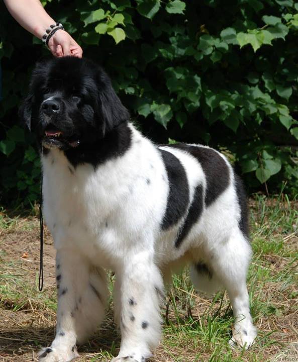 Фото: ньюфаундленд Chernaya Mafia Zebra Time (Черная Мафия Зебра Тиме)