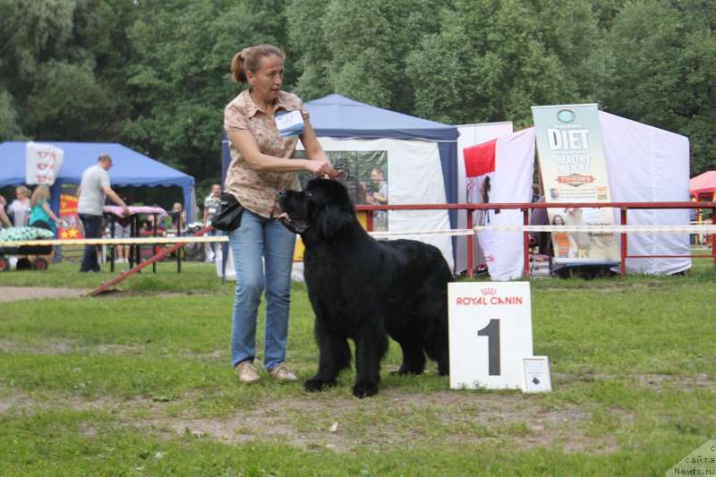 Фото: ньюфаундленд Toptyzhka Geroy Nashego Vremeni (Топтыжка Герой Нашего Времени)