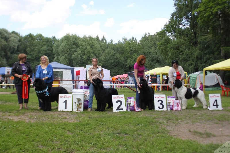Фото: ньюфаундленд Sent Djons Forrest Gump (Сент Джонс Форрест Гамп), ньюфаундленд Toptyzhka Geroy Nashego Vremeni (Топтыжка Герой Нашего Времени), ньюфаундленд Thickish Newfoundland Waterfall Land's Only, ньюфаундленд Sent Djons Valentine’s Day (Сент Джонс Валентине'с Дей)
