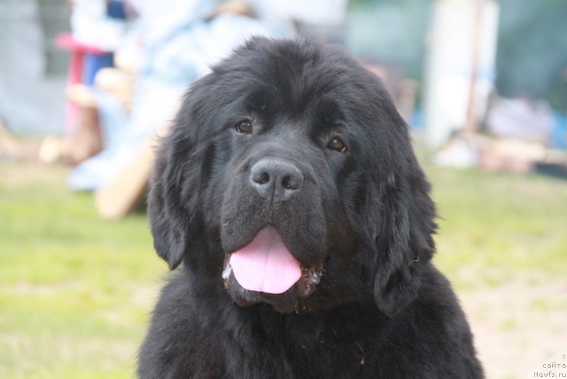 Фото: ньюфаундленд Akvian Song Lavatera (Аквиан Сонг Лаватера)