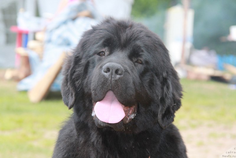 Фото: ньюфаундленд Akvian Song Lavatera (Аквиан Сонг Лаватера)