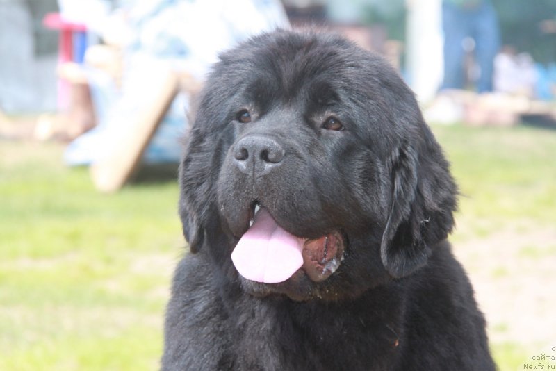 Фото: ньюфаундленд Akvian Song Lavatera (Аквиан Сонг Лаватера)