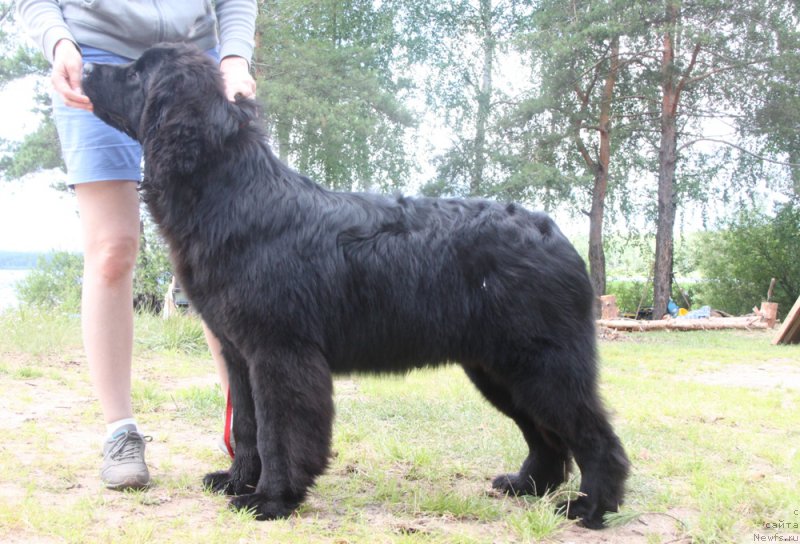 Фото: ньюфаундленд Akvian Song Normandiya (Аквиан Сонг Нормандия)