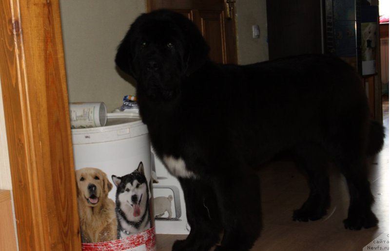 Фото: ньюфаундленд Super Bizon Liliman (Супер Бизон Лилимэн)