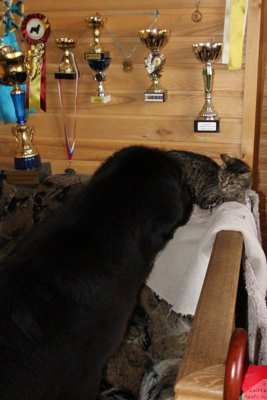 Фото: ньюфаундленд Super Bizon Liliman (Супер Бизон Лилимэн)