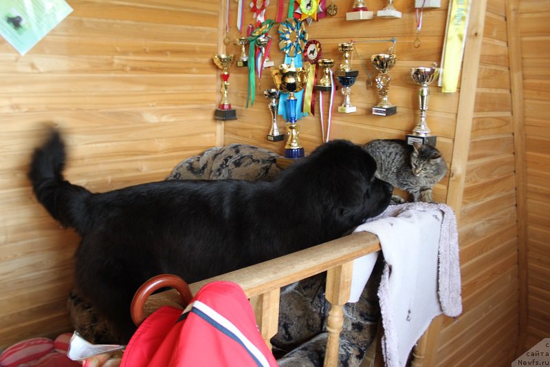 Фото: ньюфаундленд Super Bizon Liliman (Супер Бизон Лилимэн)