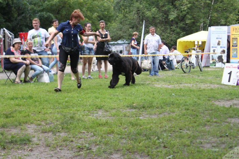 Фото: ньюфаундленд Super Bizon Liliman (Супер Бизон Лилимэн)