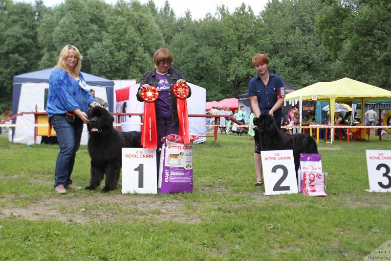 Фото: ньюфаундленд Sent Djons Zaferano (Сент Джонс Заферано), ньюфаундленд Lunnaya Sonata Dlya Elenyi Grand Byebi (Лунная Соната Для Елены Гранд Бэби)