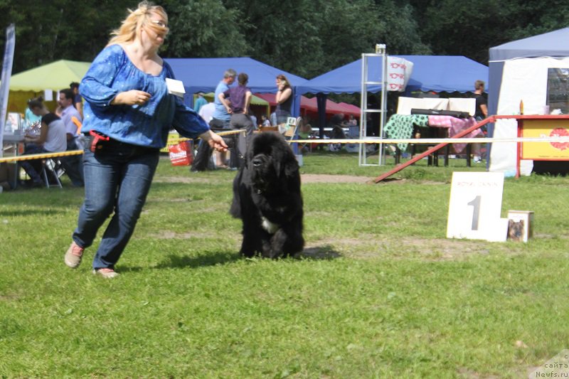 Фото: ньюфаундленд Sent Djons Forrest Gump (Сент Джонс Форрест Гамп)