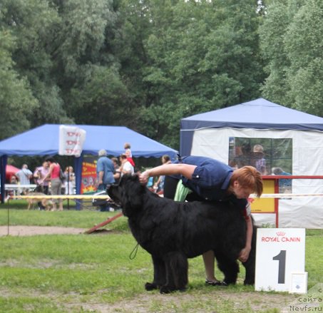 Фото: ньюфаундленд Grand Byebi Ariadna (Гранд Бэби Ариадна)