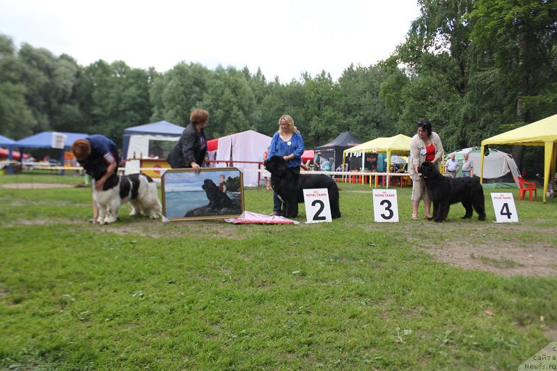 Фото: ньюфаундленд Iskushenie Moey Dushi (Искушение Моей Души), ньюфаундленд Sent Djons Forrest Gump (Сент Джонс Форрест Гамп), ньюфаундленд Sent Djons Zaferano (Сент Джонс Заферано)