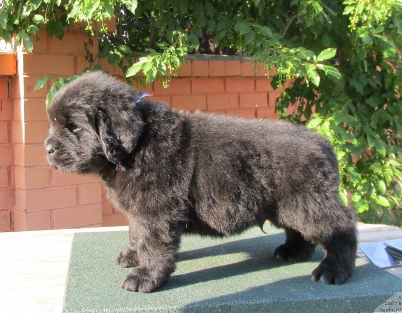 Фото: ньюфаундленд Akvatoriya Kelvin Zaskiya (Акватория Келвин Заския), ньюфаундленд Aquatoriya Kelvin Fase Control (Акватория Келвин Фэйс Контрол)