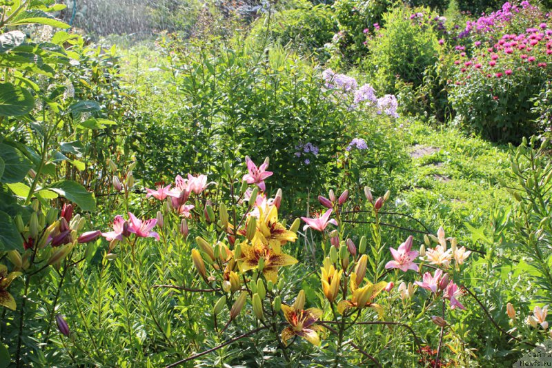 Фотография № 158182