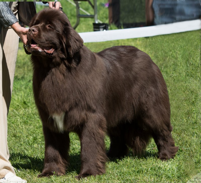 Фото: ньюфаундленд Aquatoriya Kelvin Heather Honey (Акватория Келвин Хизер Хани)