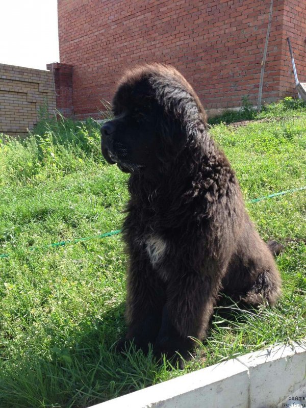 Фото: ньюфаундленд Black Diamond Agidel ot Potapa Chezzario (Блэк Диамонд Агидель от Потапа Чеззарио)