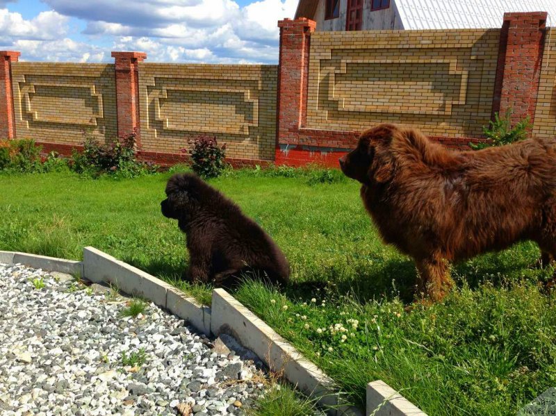 Фото: ньюфаундленд Black Diamond Agidel ot Potapa Chezzario (Блэк Диамонд Агидель от Потапа Чеззарио), Гектор Троянский