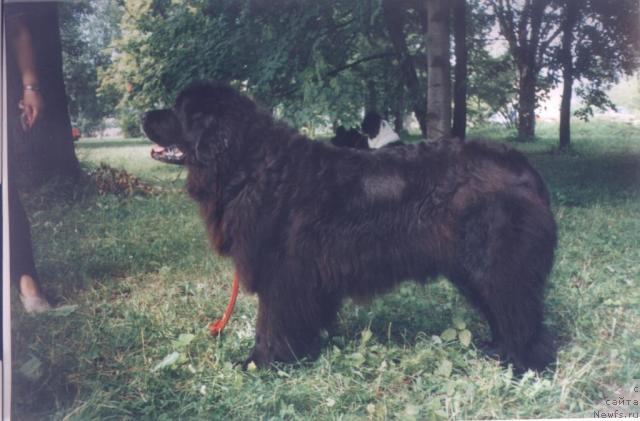 Фото: ньюфаундленд Ceritella (Церителла)