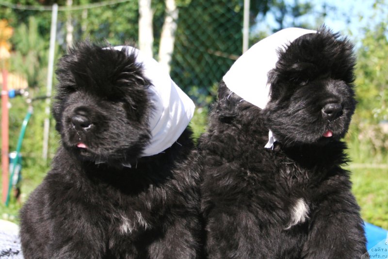 Фото: ньюфаундленд Chernaya Mafia She is a Lady (Черная Мафия Ше ис а Ладу), ньюфаундленд Chernaya Mafia Shengen Visa (Черная Мафия Шенген Виза)