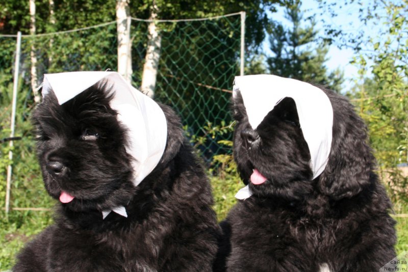 Фотография № 158212