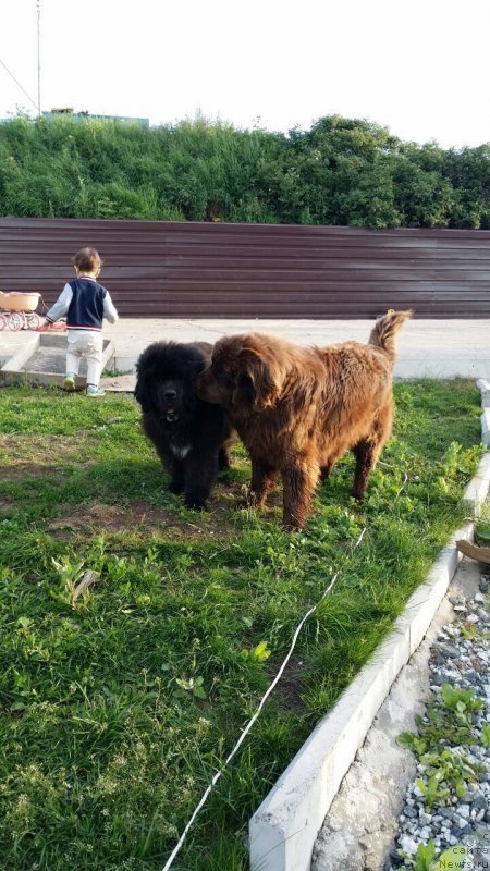 Фото: ньюфаундленд Black Diamond Agidel ot Potapa Chezzario (Блэк Диамонд Агидель от Потапа Чеззарио), Гектор Троянский