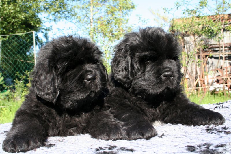 Фотография № 158218