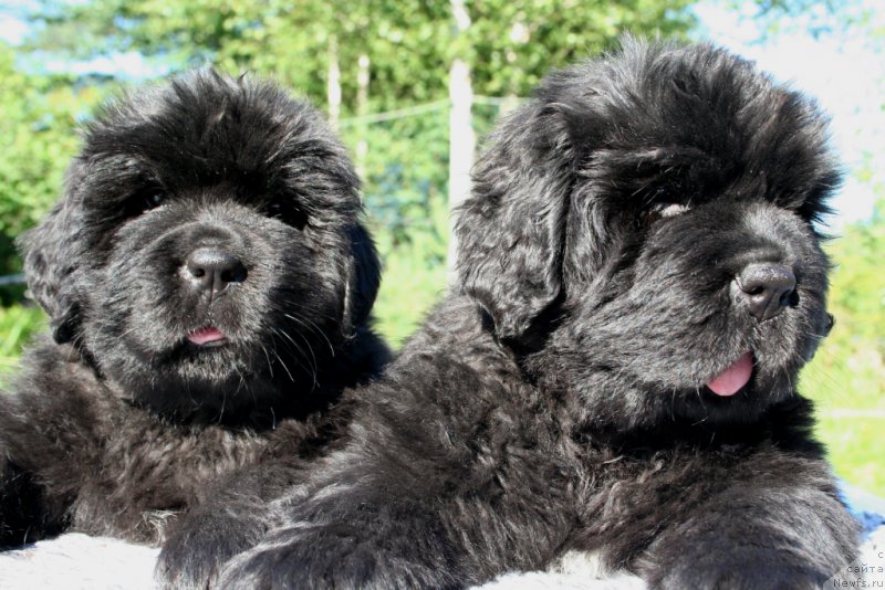 Фотография № 158219