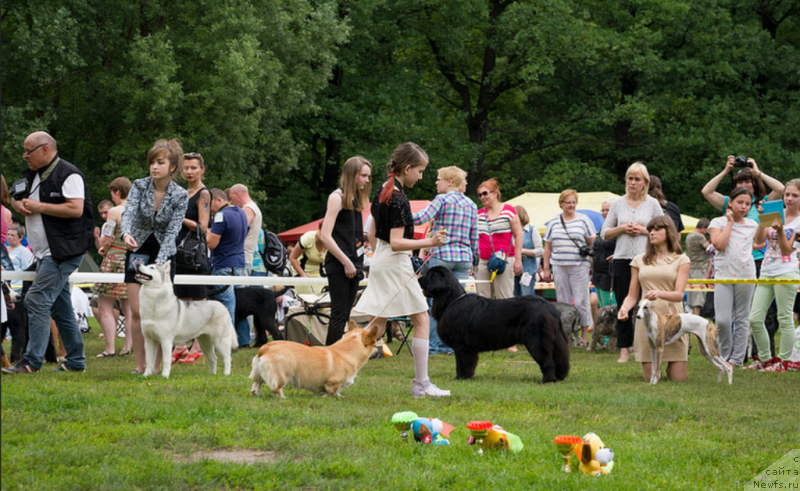 Фото: ньюфаундленд Lepestok Lilii (Лепесток Лилии)