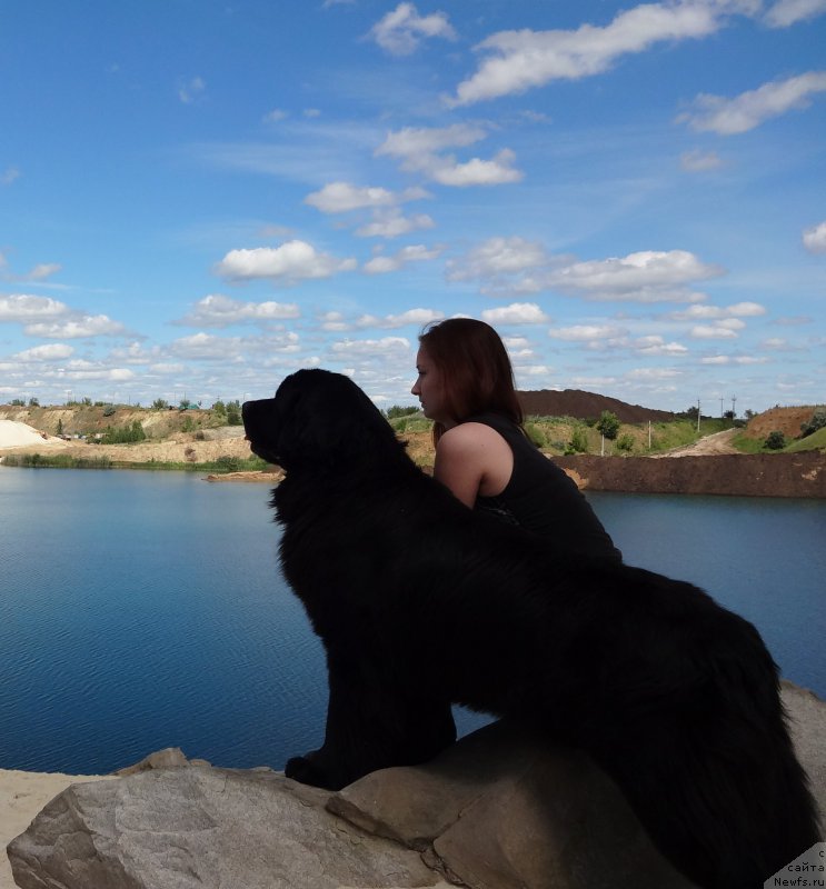 Фото: ньюфаундленд Chernyj Chank s Berega Dona (Черный Чанк с Берега Дона)