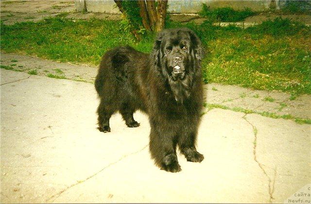 Фото: ньюфаундленд Vuk CHi Sodj (Вук Чи Содж)