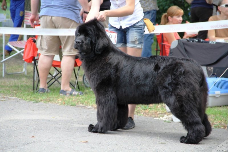 Фото: ньюфаундленд Allegro Con Brio Dinastiya Soverchenstva (Аллегро Кон Брио Династия Совершенства)