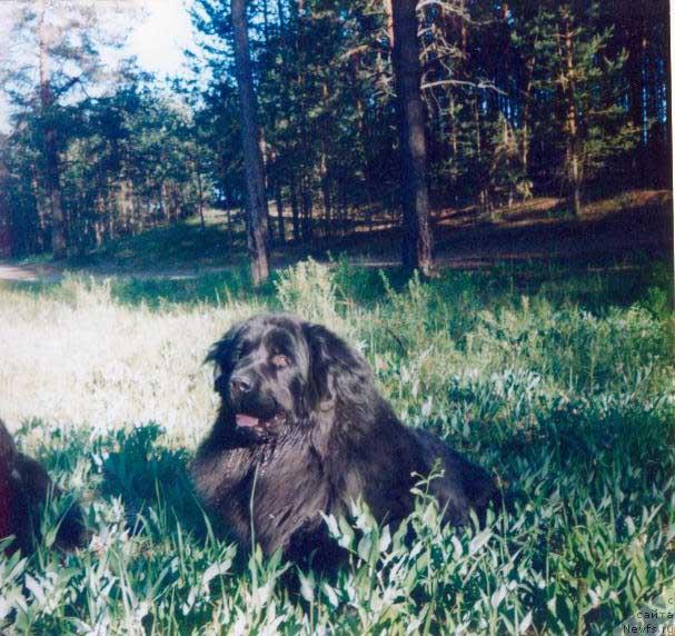 Фото: ньюфаундленд J-Nayt Fesil' N'yu Lyend (Ж-Найт Фесиль Нью Лэнд)