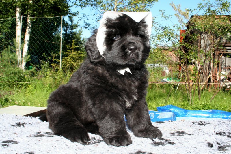 Фото: ньюфаундленд Chernaya Mafia She is a Lady (Черная Мафия Ше ис а Ладу)