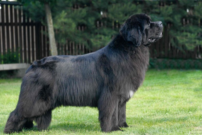 Фото: ньюфаундленд Black Clouds Magic Moment at Stealbears