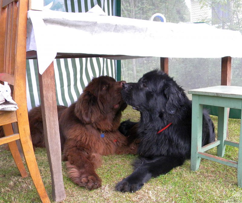 Фото: ньюфаундленд Aquatoriya Kelvin Kadril (Акватория Келвин Кадриль), ньюфаундленд I Follow The Sun de L'Etoile de Cyrice