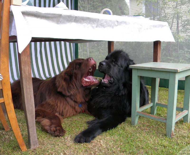 Фото: ньюфаундленд Aquatoriya Kelvin Kadril (Акватория Келвин Кадриль), ньюфаундленд I Follow The Sun de L'Etoile de Cyrice