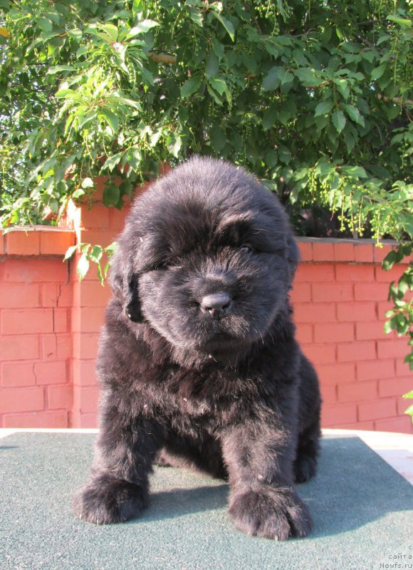 Фото: ньюфаундленд Akvatoriya Kelvin Zaskiya (Акватория Келвин Заския), ньюфаундленд Aquatoriya Kelvin Fase Control (Акватория Келвин Фэйс Контрол)