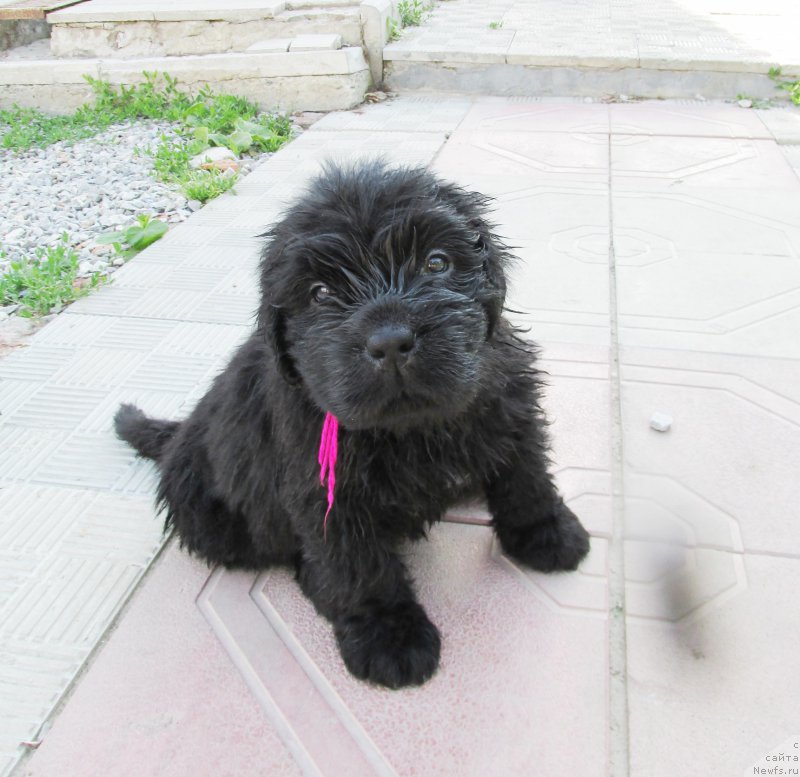 Фото: ньюфаундленд Akvatoriya Kelvin Zaskiya (Акватория Келвин Заския), ньюфаундленд Aquatoriya Kelvin Fase Control (Акватория Келвин Фэйс Контрол)