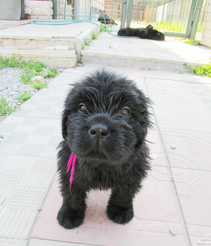 Фото: ньюфаундленд Akvatoriya Kelvin Zaskiya (Акватория Келвин Заския), ньюфаундленд Aquatoriya Kelvin Fase Control (Акватория Келвин Фэйс Контрол)