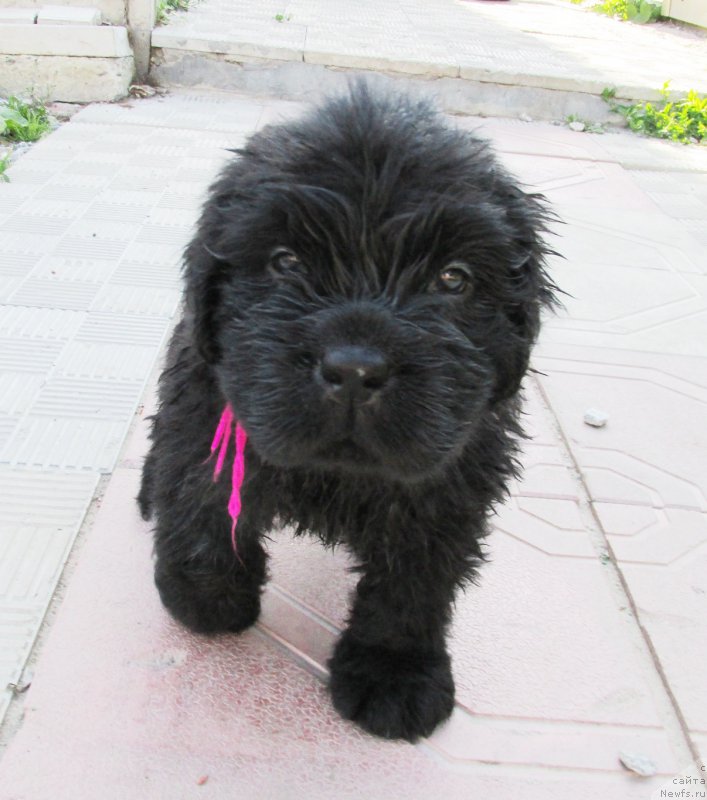 Фото: ньюфаундленд Akvatoriya Kelvin Zaskiya (Акватория Келвин Заския), ньюфаундленд Aquatoriya Kelvin Fase Control (Акватория Келвин Фэйс Контрол)