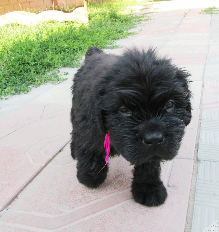 Фото: ньюфаундленд Akvatoriya Kelvin Zaskiya (Акватория Келвин Заския), ньюфаундленд Aquatoriya Kelvin Fase Control (Акватория Келвин Фэйс Контрол)