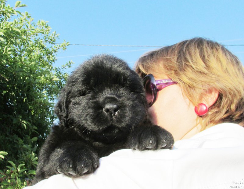 Фото: ньюфаундленд Akvatoriya Kelvin Zaskiya (Акватория Келвин Заския), ньюфаундленд Aquatoriya Kelvin Fase Control (Акватория Келвин Фэйс Контрол)