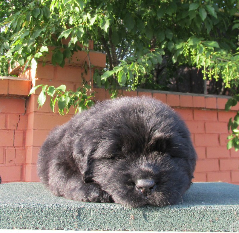 Фото: ньюфаундленд Akvatoriya Kelvin Zaskiya (Акватория Келвин Заския), ньюфаундленд Aquatoriya Kelvin Fase Control (Акватория Келвин Фэйс Контрол)