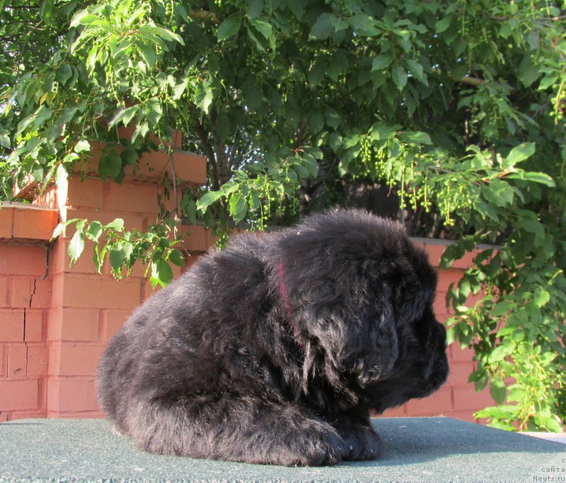 Фото: ньюфаундленд Akvatoriya Kelvin Zaskiya (Акватория Келвин Заския), ньюфаундленд Aquatoriya Kelvin Fase Control (Акватория Келвин Фэйс Контрол)