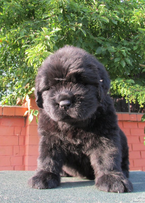 Фото: ньюфаундленд Akvatoriya Kelvin Zaskiya (Акватория Келвин Заския), ньюфаундленд Aquatoriya Kelvin Fase Control (Акватория Келвин Фэйс Контрол)