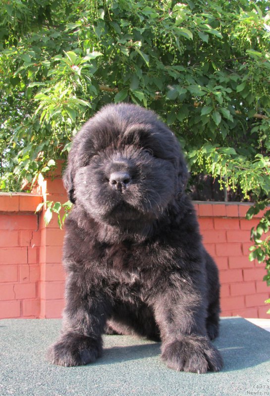 Фото: ньюфаундленд Akvatoriya Kelvin Zaskiya (Акватория Келвин Заския), ньюфаундленд Aquatoriya Kelvin Fase Control (Акватория Келвин Фэйс Контрол)